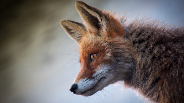 Fox closeup blurry background blue free wallpaper for desktop - medium preview image