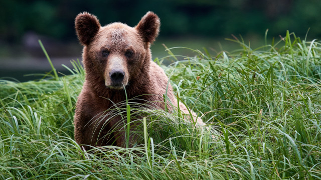 Brown bear tall grass sad free wallpaper for desktop - medium preview image