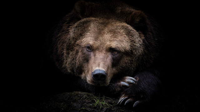 Brown bear sitting rock dark #2 free wallpaper for desktop - medium preview image