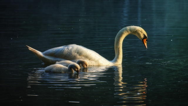 Swan parents babies night starry free wallpaper for desktop - medium preview image