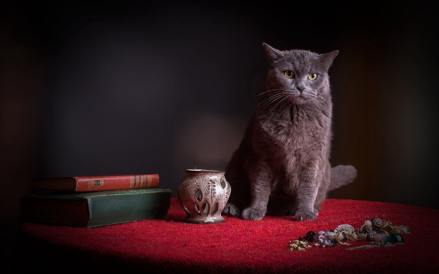 Cat vase books tablecloth red free wallpaper for desktop - medium preview image