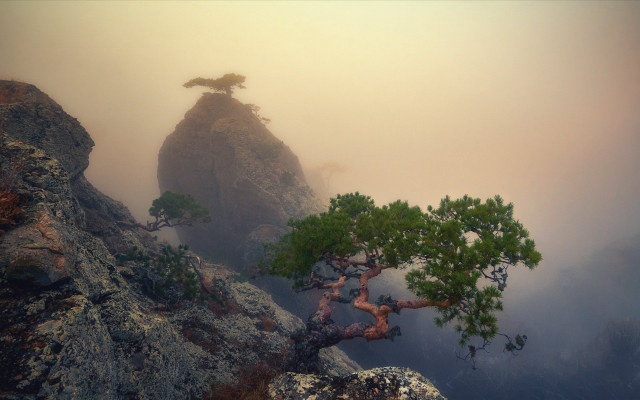 Lone tree misty mountainside rock free wallpaper for desktop - medium preview image