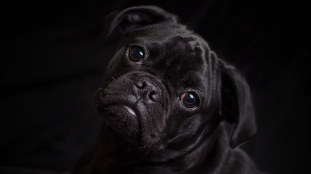 Black dog sad look portrait free wallpaper for desktop - medium preview image