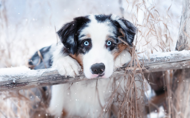 Dog blue eyes fence snow free wallpaper for desktop - medium preview image