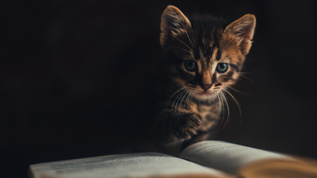 Small kitten on book curious free wallpaper for desktop - medium preview image