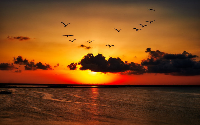 Flock birds flying sunset water free wallpaper for desktop - medium preview image