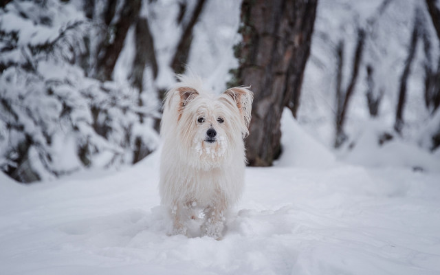 White dog snow trees winter free wallpaper for desktop - medium preview image
