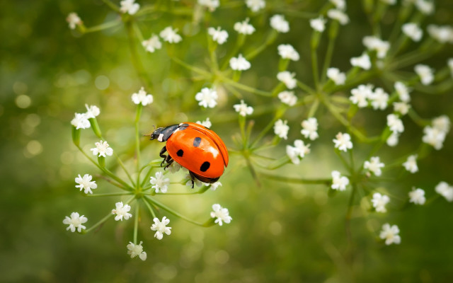 Ladybug white flower field macro free wallpaper for desktop - medium preview image