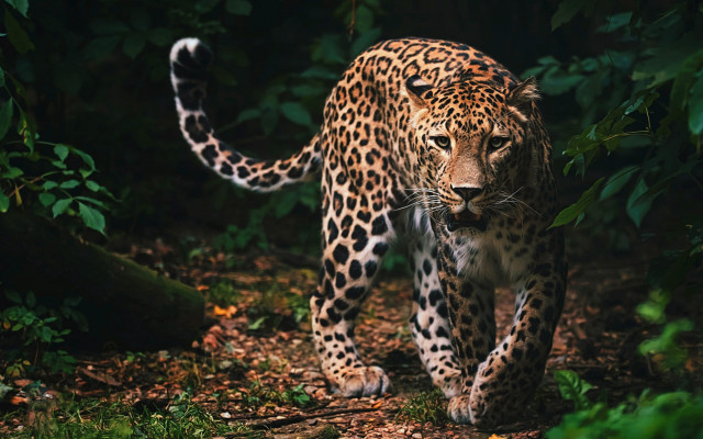 Leopard forest sunny blurry nature free wallpaper for desktop - medium preview image