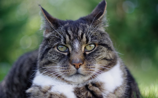 Sad black cat in grass free wallpaper for desktop - medium preview image