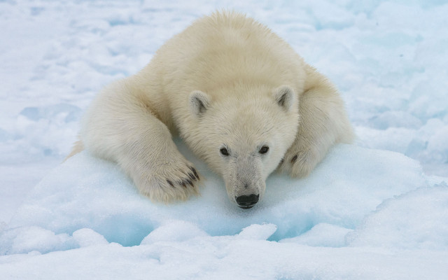 Polar bear snowboard jigsaw ecological free wallpaper for desktop - medium preview image
