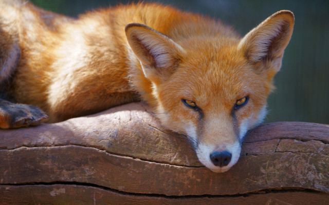 Fox log closed eyes furry free wallpaper for desktop - medium preview image