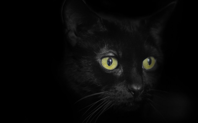 Black cat yellow eyes gothic #2 free wallpaper for desktop - medium preview image