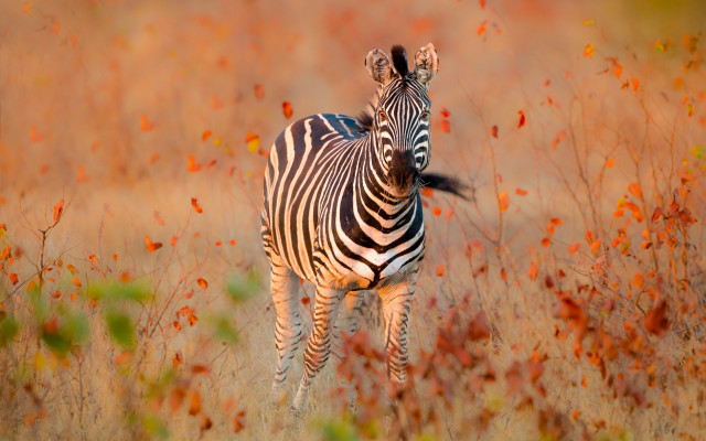 Zebra field autumn leaves fire free wallpaper for desktop - medium preview image