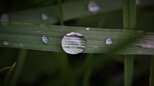 Leaf water droplets macro shallow #2 free wallpaper for desktop - medium preview image