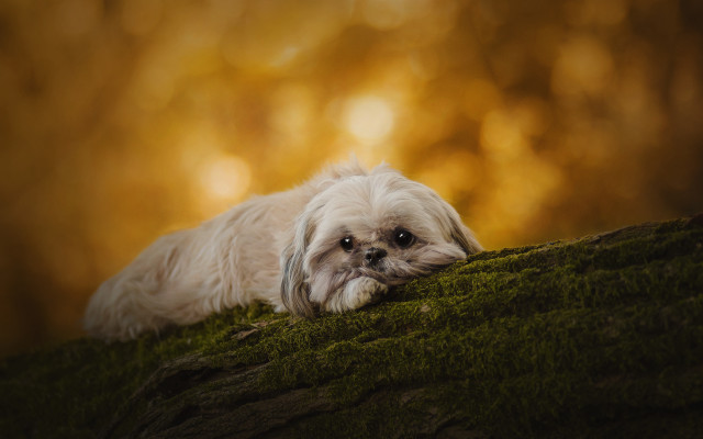 Small white dog mossy hill free wallpaper for desktop - medium preview image