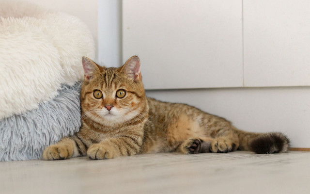 Cat stuffed animal door illusion free wallpaper for desktop - medium preview image