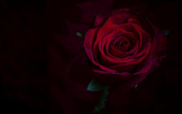 Red rose black background green #2 free wallpaper for desktop - medium preview image