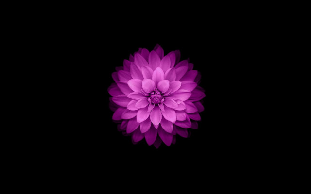 Purple flower white center dark free wallpaper for desktop - medium preview image
