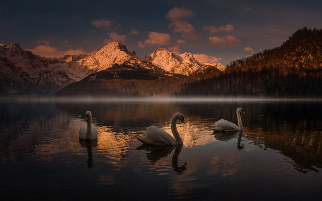 Swans lake mountains sunset magic free wallpaper for desktop - medium preview image