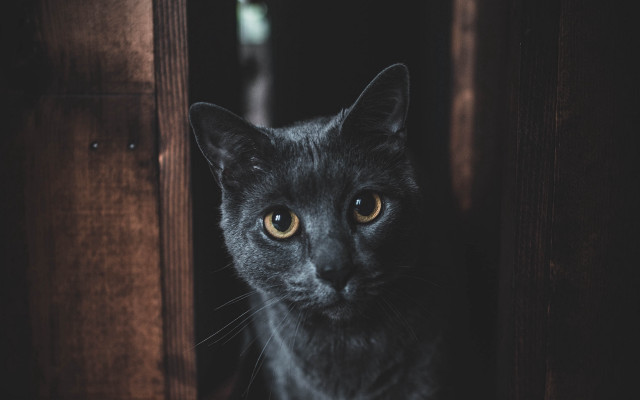 Black cat doorway serious vanitas free wallpaper for desktop - medium preview image