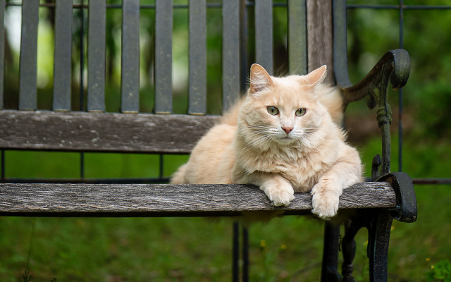 Cat bench park blurry background free wallpaper for desktop - medium preview image
