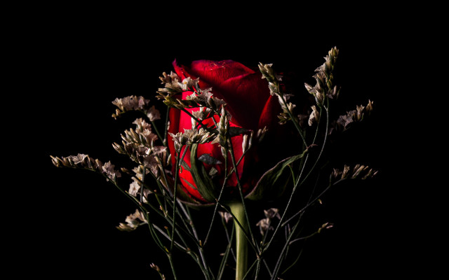 Red rose vase flower black free wallpaper for desktop - medium preview image
