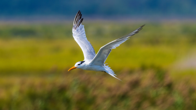 White bird flying green field free wallpaper for desktop - medium preview image