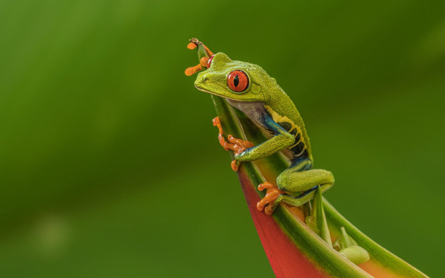 Frog flower stem tongue open free wallpaper for desktop - medium preview image