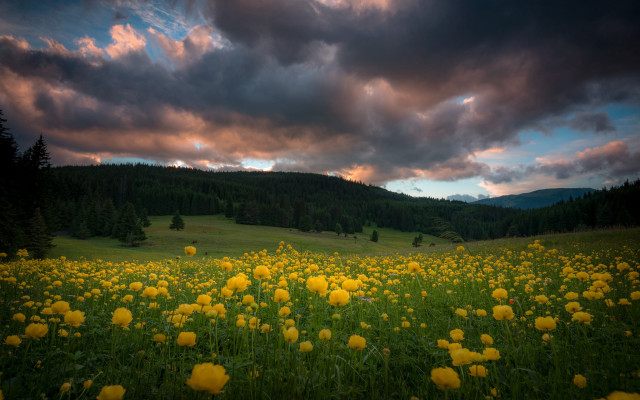 Yellow flower field cloudy sky #4 free wallpaper for desktop - medium preview image