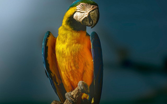 Colorful parrot perched branch blue free wallpaper for desktop - medium preview image