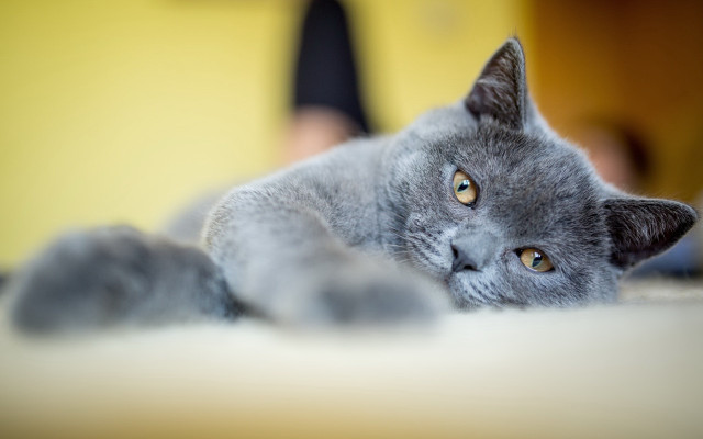 Gray cat white floor person free wallpaper for desktop - medium preview image