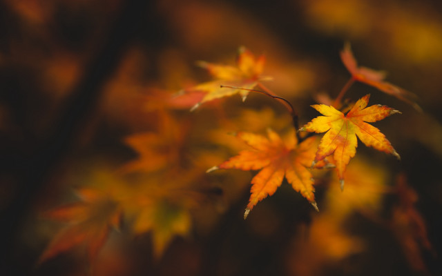 Leaf closeup autumn fire dragonfly free wallpaper for desktop - medium preview image