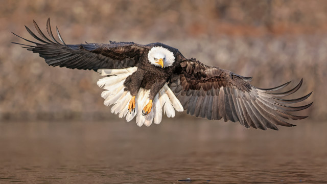 Bald eagle flying over water #2 free wallpaper for desktop - medium preview image