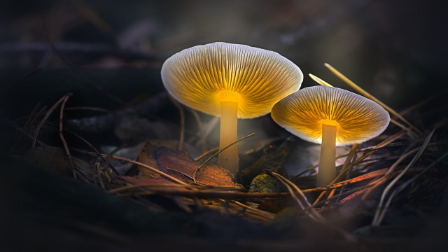 Mushrooms glowing woods macro night free wallpaper for desktop - medium preview image