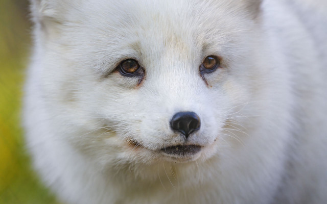 White dog black nose brown free wallpaper for desktop - medium preview image