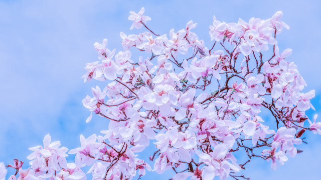 Pink flower tree blue sky #3 free wallpaper for desktop - medium preview image
