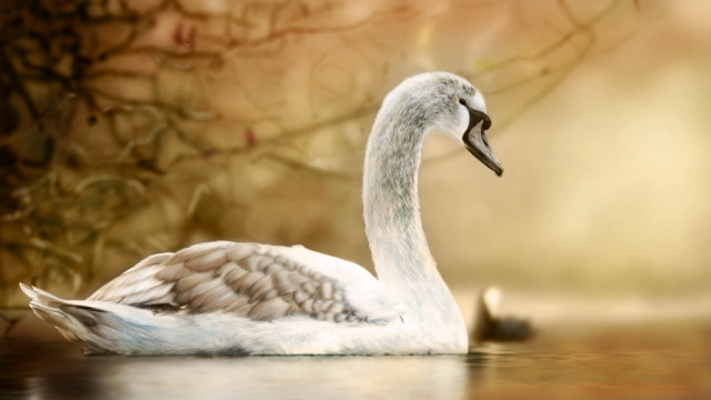 White swan lake forest brown free wallpaper for desktop - medium preview image