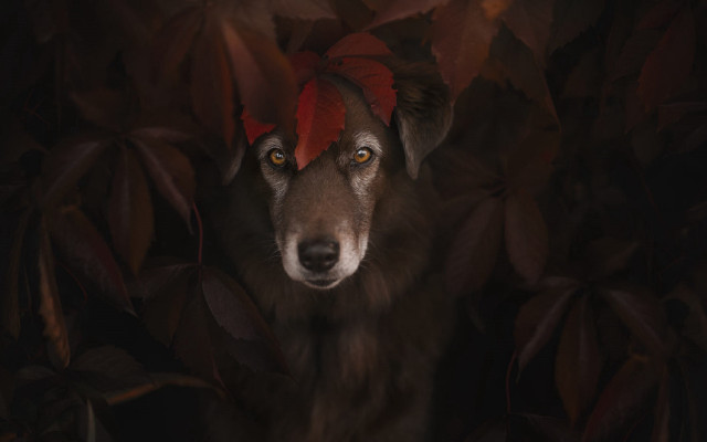 Dog redhat leaves dark artphotography free wallpaper for desktop - medium preview image