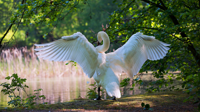 White bird wings water nature free wallpaper for desktop - medium preview image
