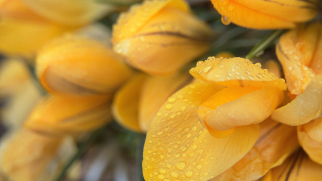 Yellow flowers water droplets macro free wallpaper for desktop - medium preview image