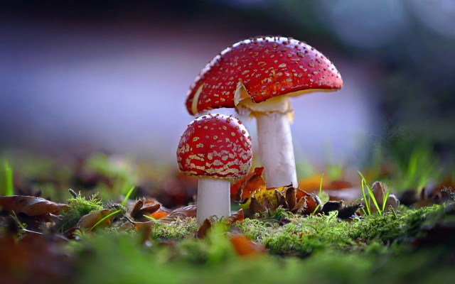 Mushrooms grass christmas strawberry macro free wallpaper for desktop - medium preview image