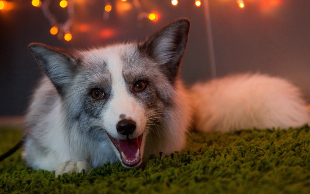 White gray dog green carpet free wallpaper for desktop - medium preview image