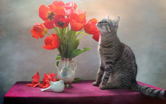 Cat vase flowers teapot stilllife free wallpaper for desktop - medium preview image