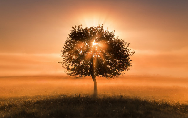 Tree sunrise foggy sky autumn free wallpaper for desktop - medium preview image