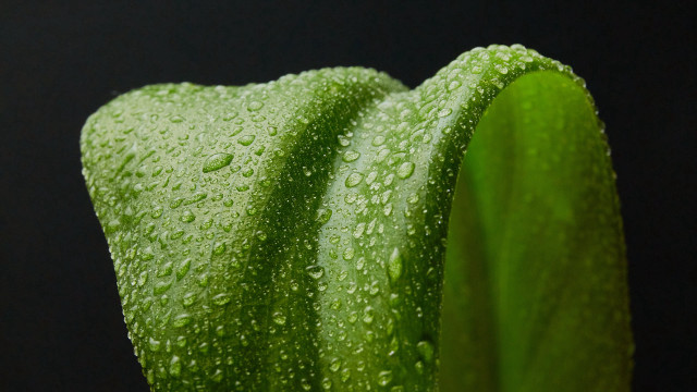 Green plant water droplets macro #19 free wallpaper for desktop - medium preview image