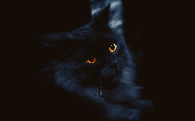 Black cat glowing eyes chair free wallpaper for desktop - medium preview image
