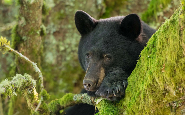 Black bear mossy tree woods free wallpaper for desktop - medium preview image
