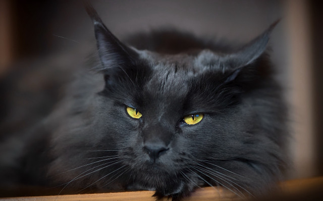 Black cat yellow eyes serious #10 free wallpaper for desktop - medium preview image