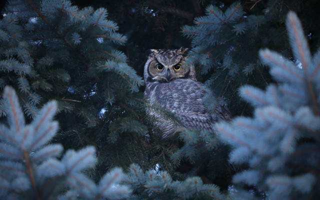Owl tree snow nature night free wallpaper for desktop - medium preview image